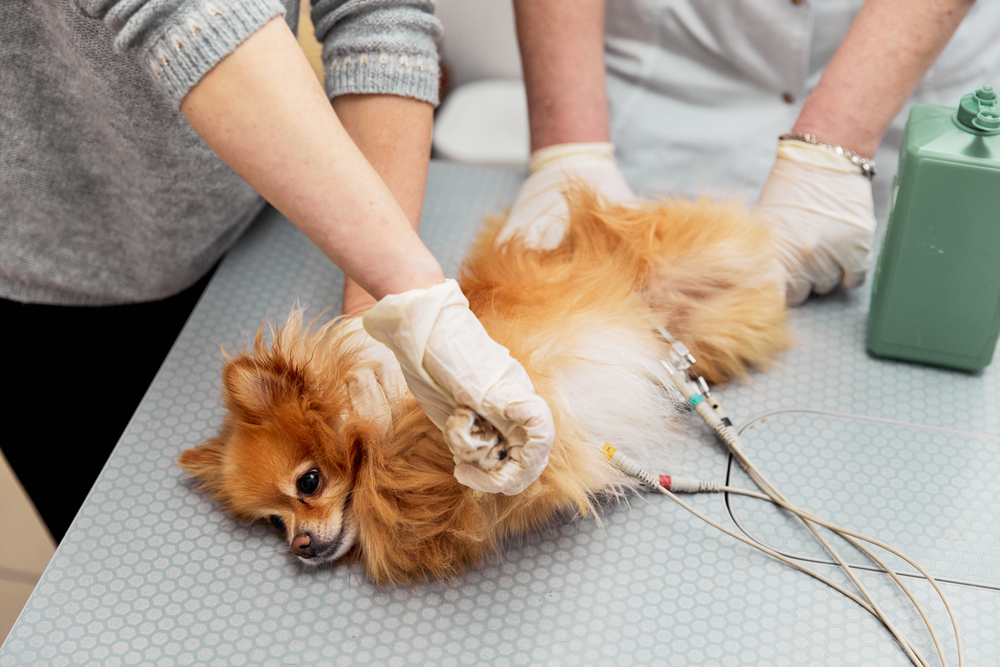 clinica veterinara