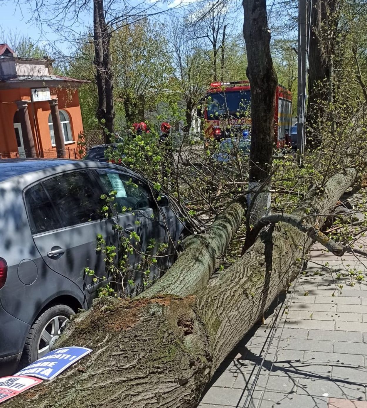 copac doborat peste o masina