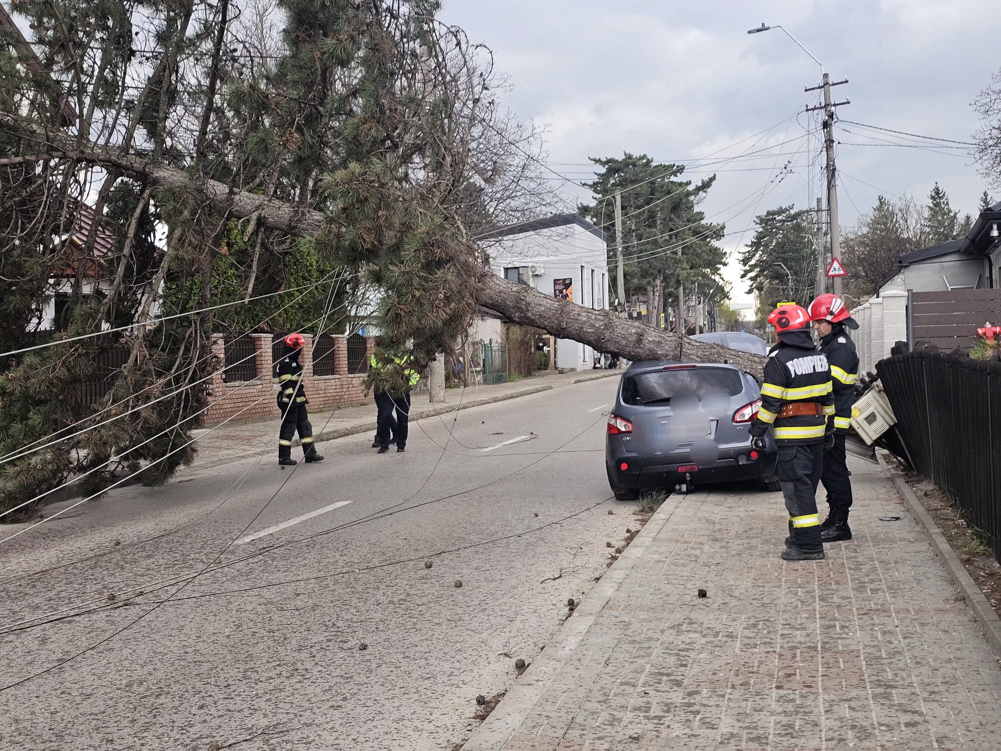 copaci doborati de vant