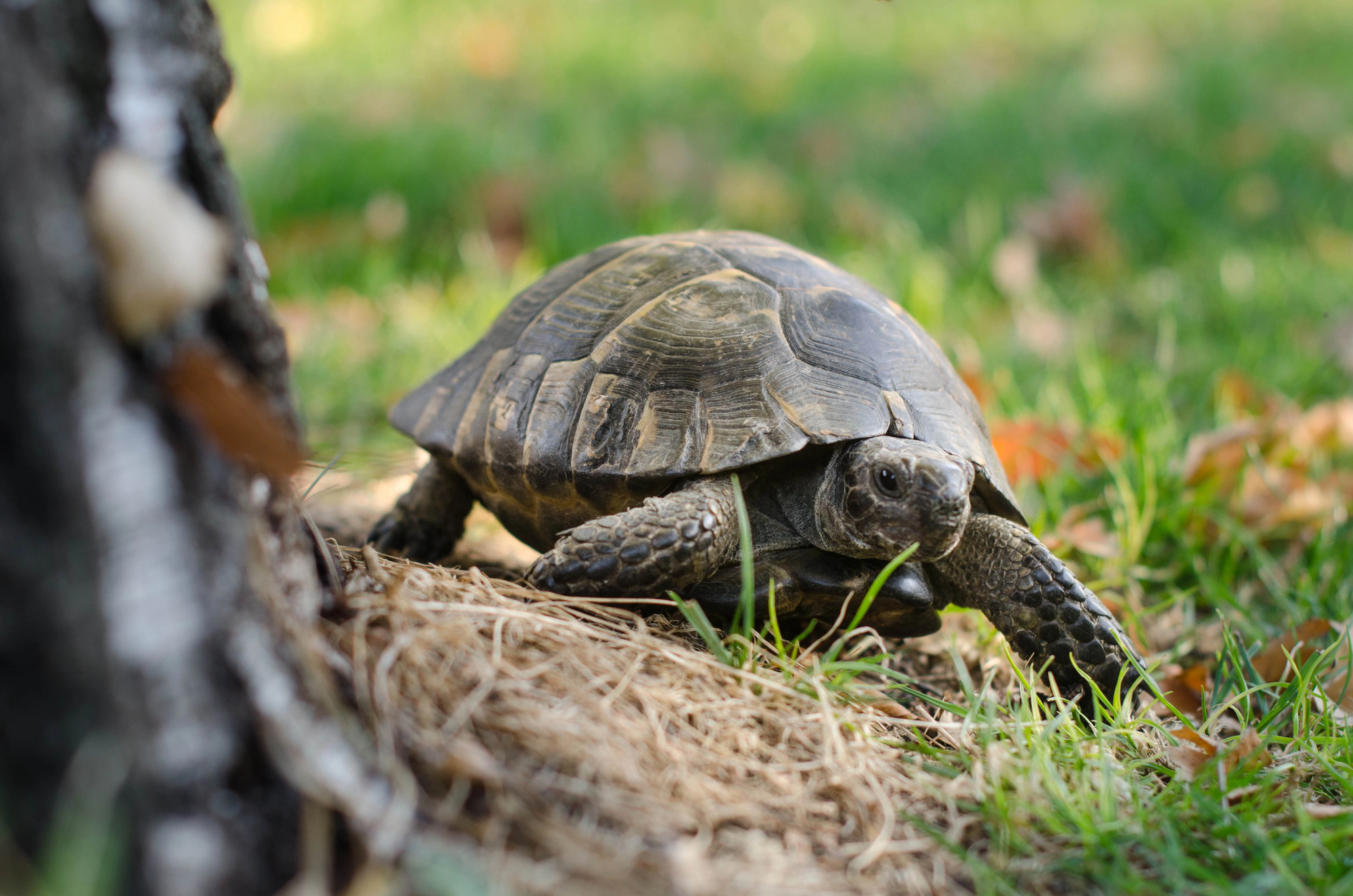 Sucevean cercetat PENAL după ce a încercat să vândă ciudățenii pe internet
