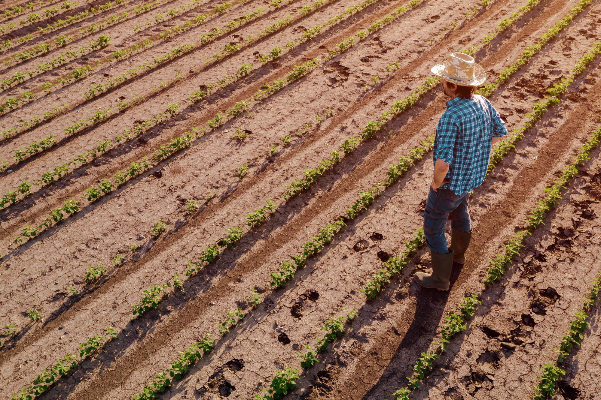 Vin banii: Anunț important pentru fermierii din Botoșani