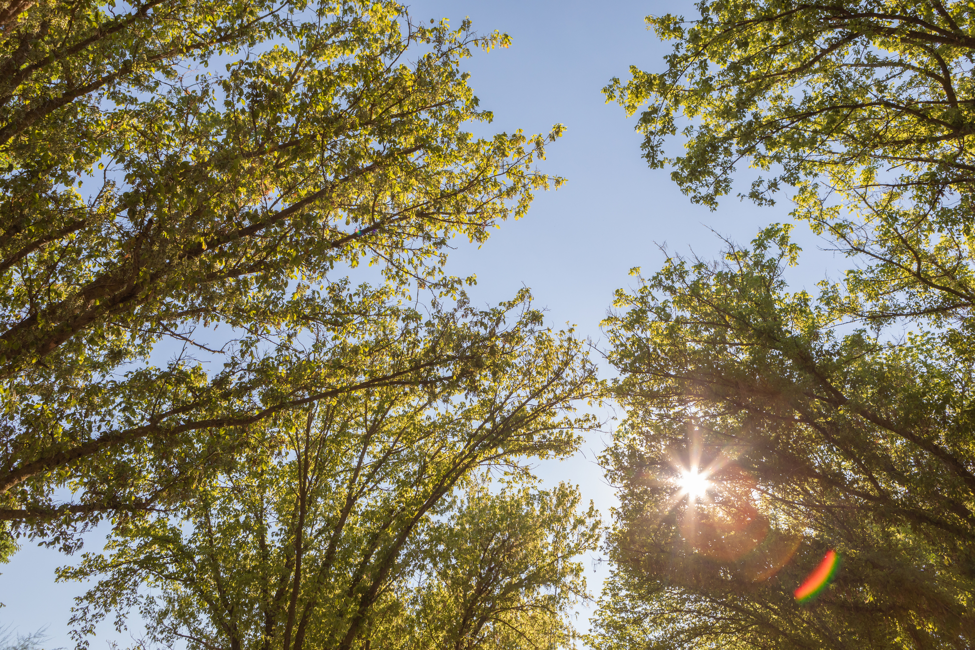 Schimbări de temperatură anunțate de meteorologi: CUM va fi vremea de Florii