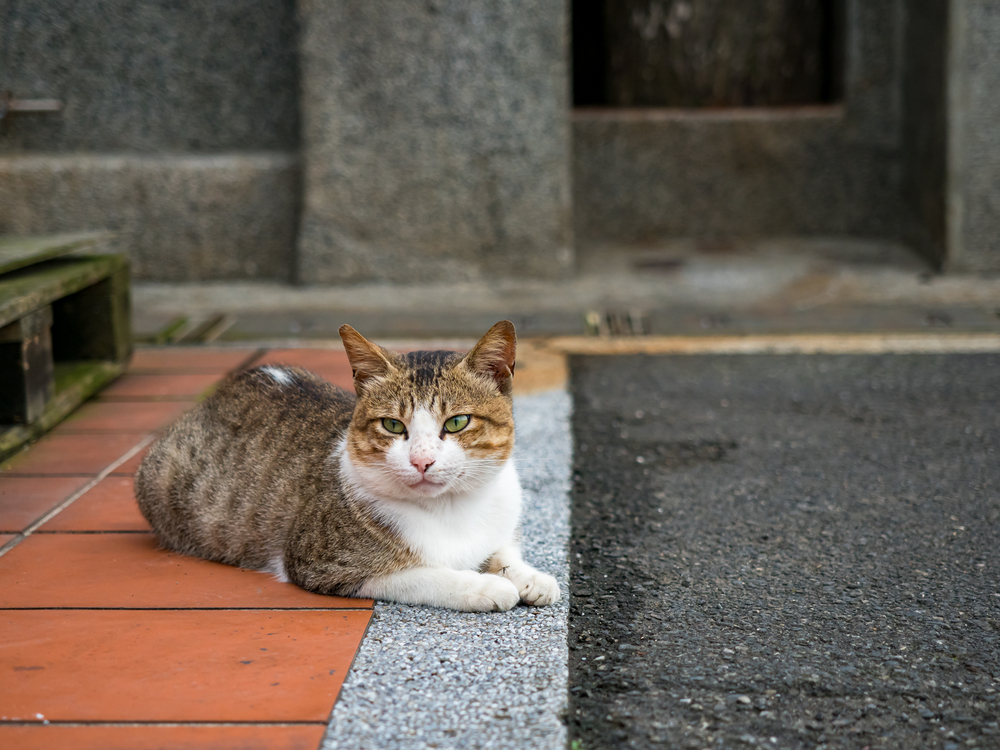 Proiectul de lege privind eutanasierea pisicilor fără stăpân a fost RETRAS