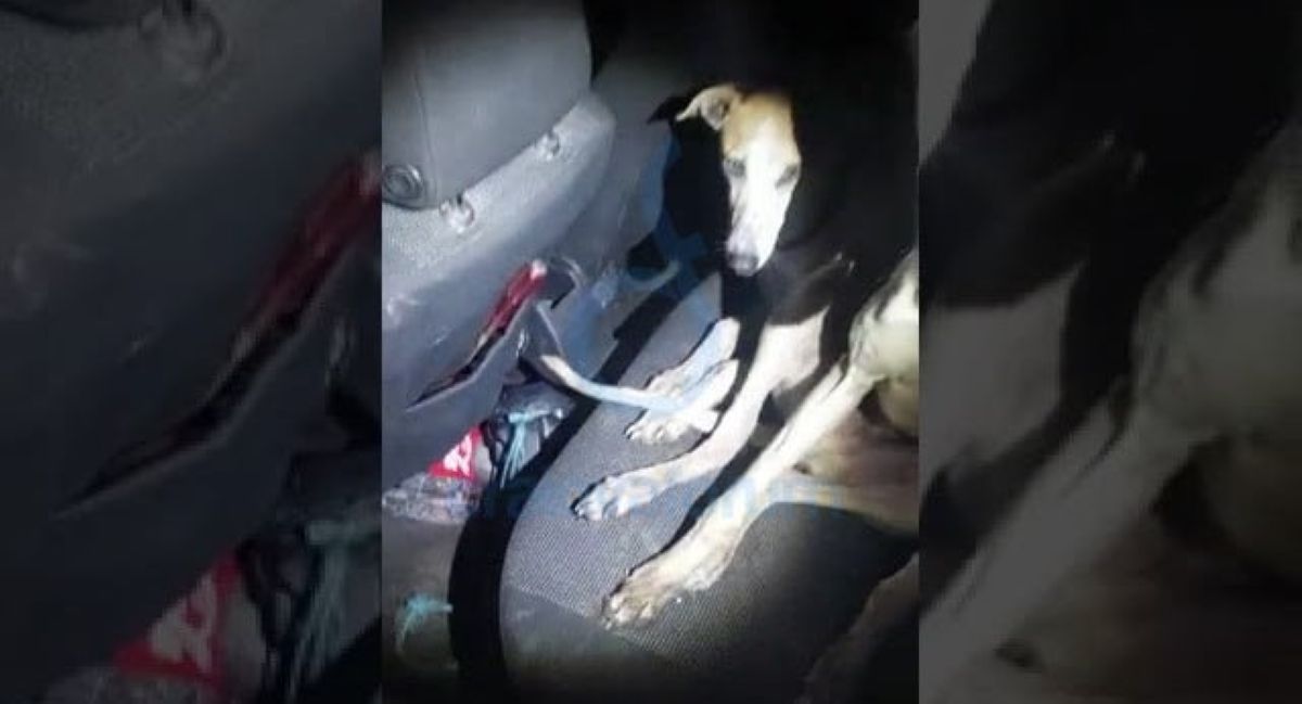 Descinderi la proprietarii de ogari: Amenzi de 20.000 de lei după controale ale polițiștilor