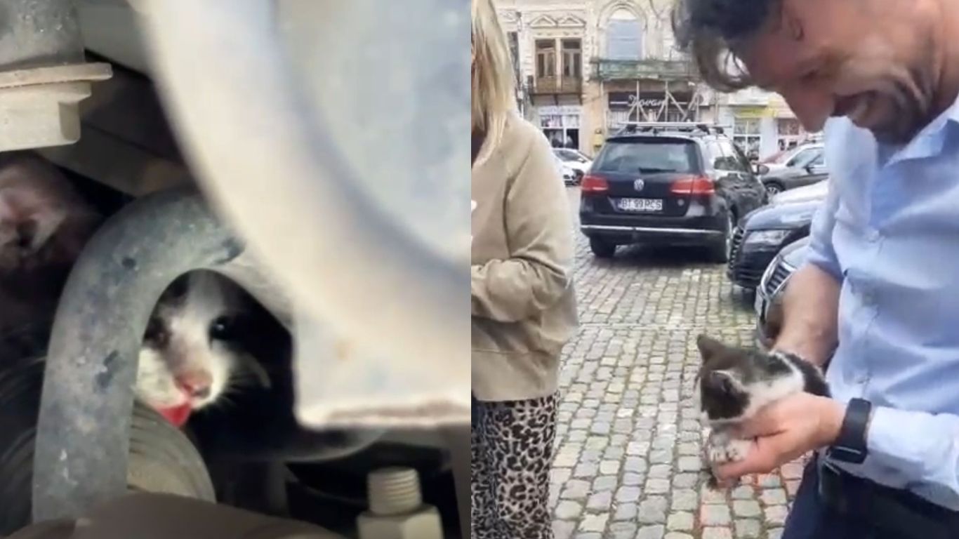 Polițiștii de la Protecția Animalelor au salvat o pisică blocată într-un motor de mașină - VIDEO