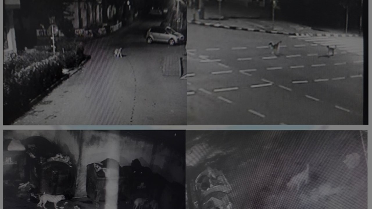 Polițiștii locali „au pândit” în miez de noapte câinii fără stăpân 