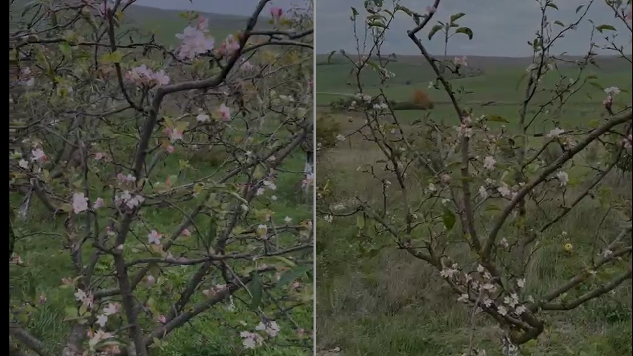 Au înflorit copacii la Botoșani în plină toamnă – VIDEO  