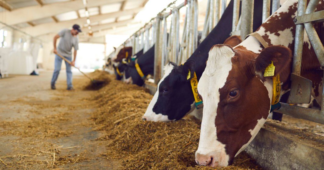 Stațiunea Popăuți scoate la concurs un post de lucrător calificat în creșterea animalelor