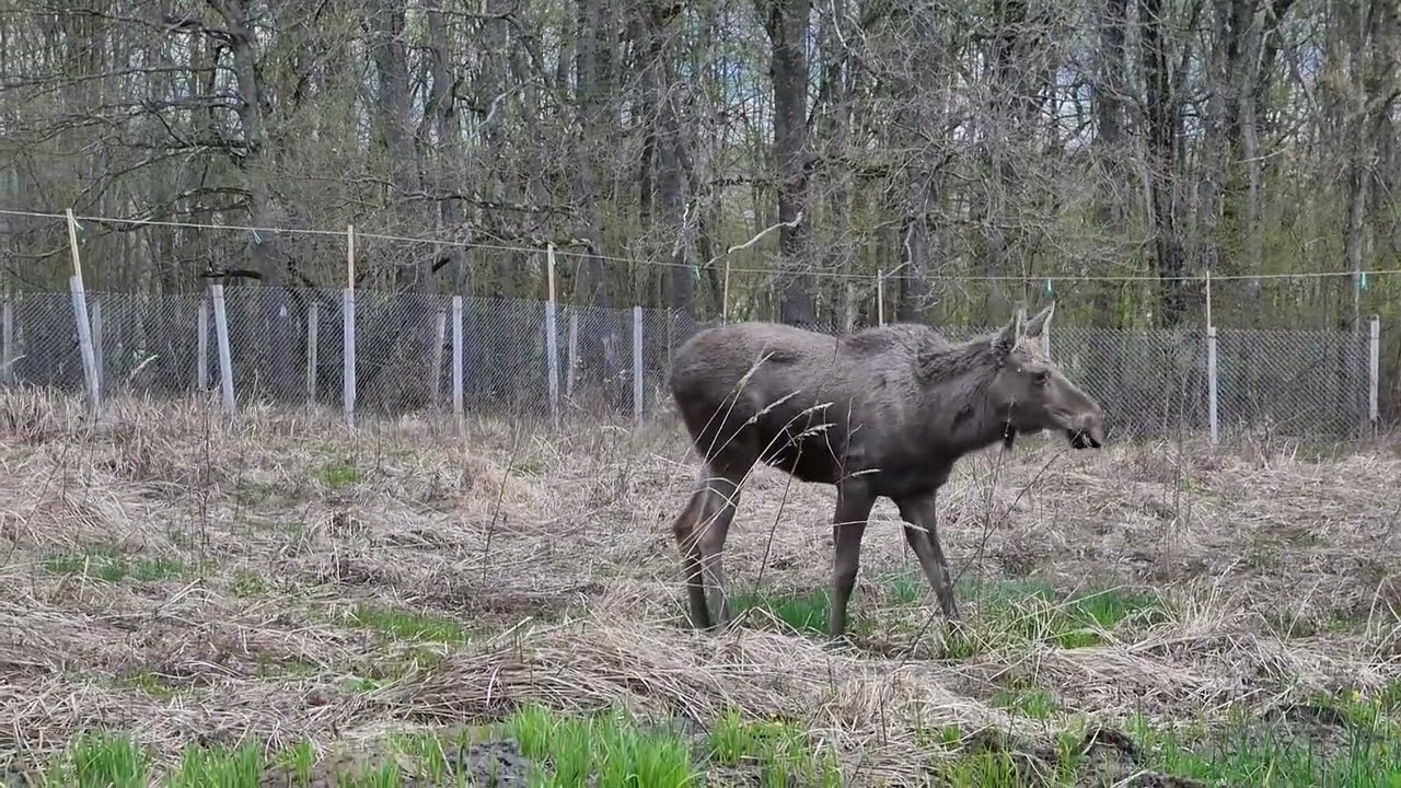 elanul readus in paduri