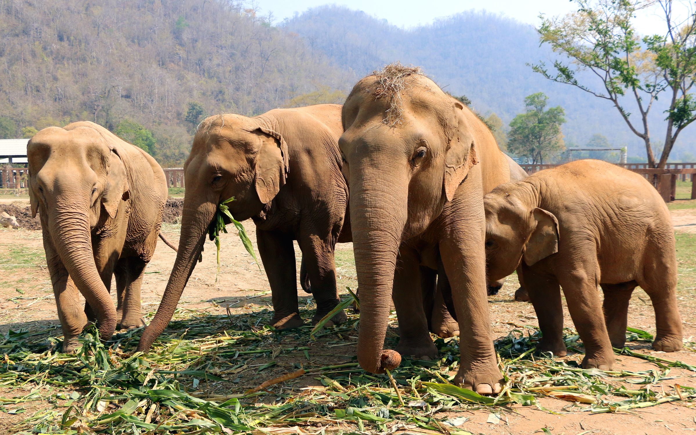 Sistem inedit cu inteligență artificială, implementat pentru a salva elefanții de la moarte