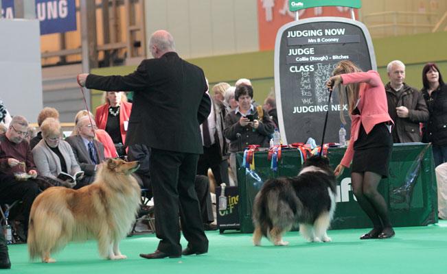 expozitie caini