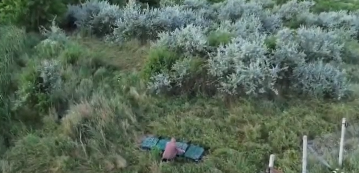 fazani eliberati in natura