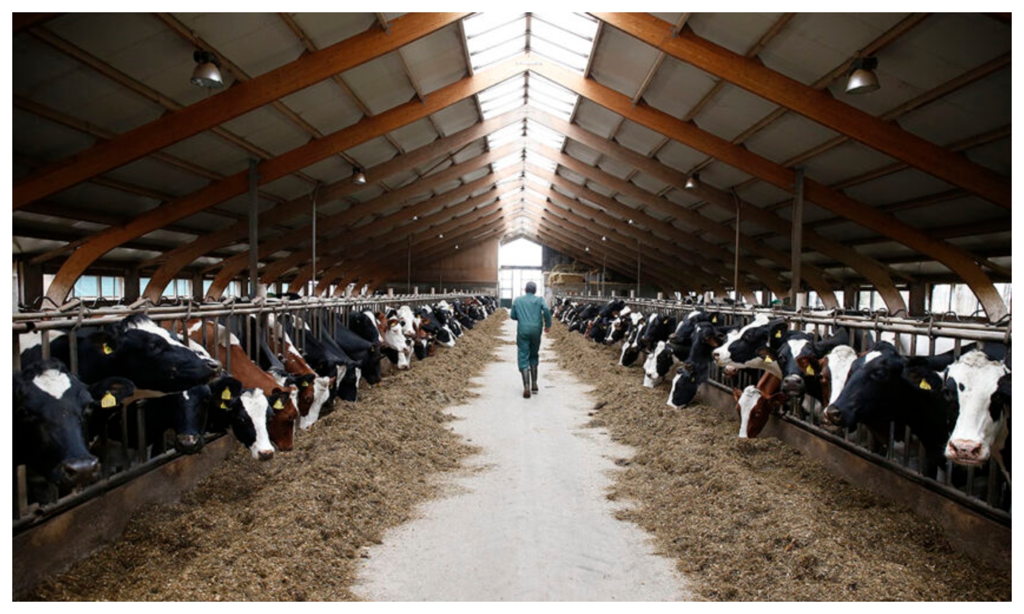 Animale aduse din vestul țării în abatoarele din Botoșani după ce o boală a lovit crunt 