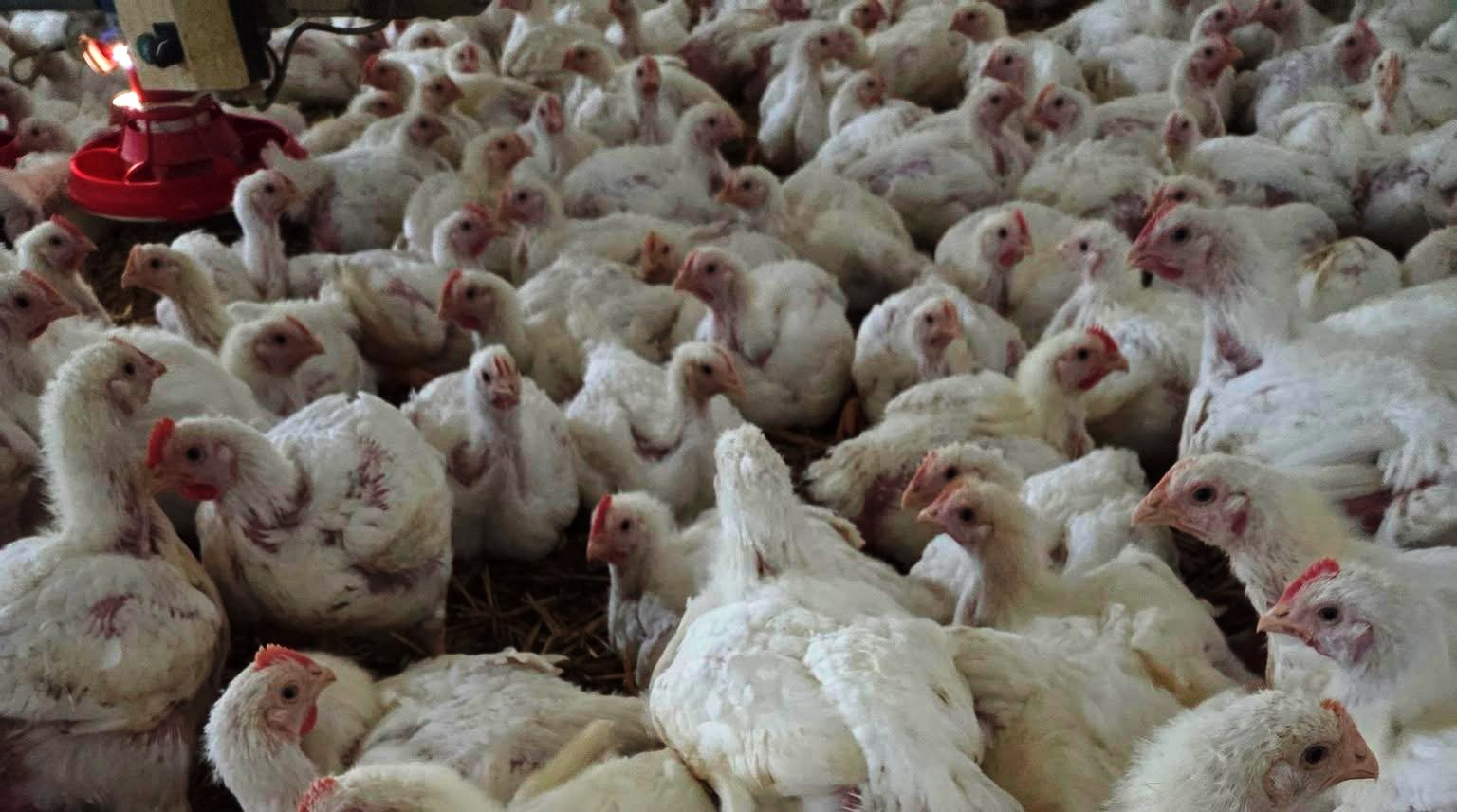 ”Ferma viitorului” există deja lângă Botoșani: 4 milioane de euro pentru 120.000 de găini îngrijite robotizat