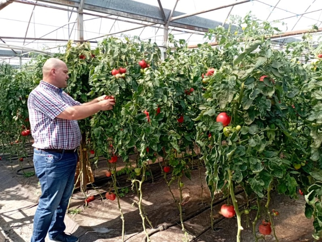 Fermierii din județul Botoșani care produc legume ca pe vremea bunicilor: La noi primează calitatea, nu cantitatea