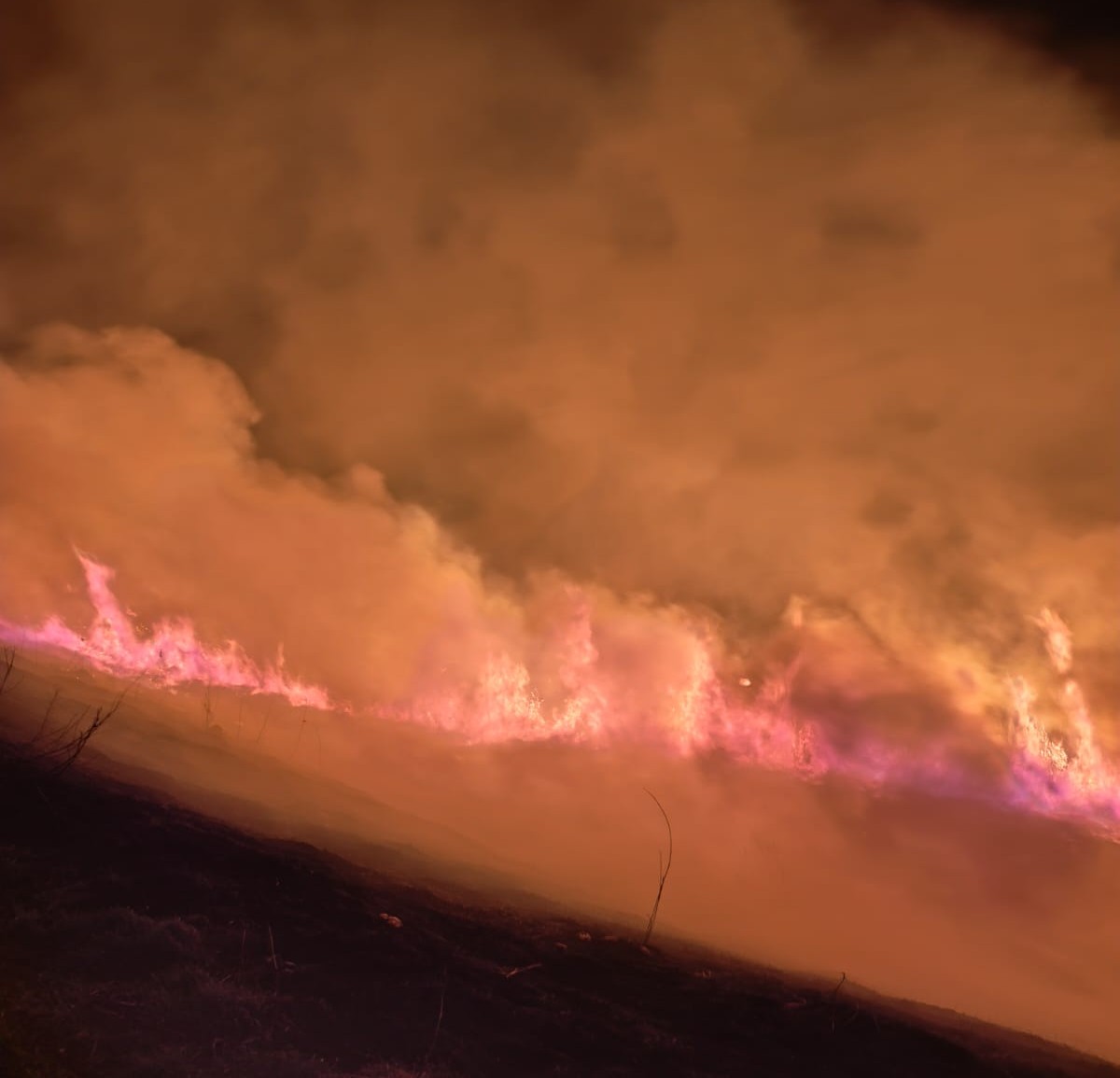 flacari uriase pe campuri