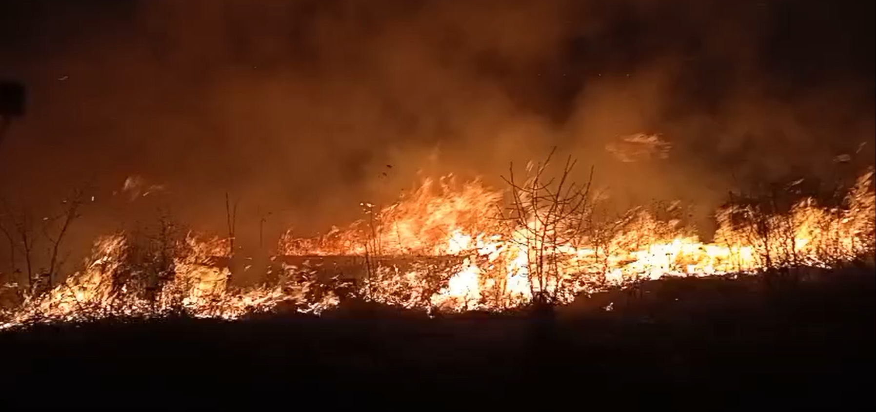 Câmpuri pârjolite la Botoșani, flăcările au mistuit și un adăpost de animale – VIDEO 