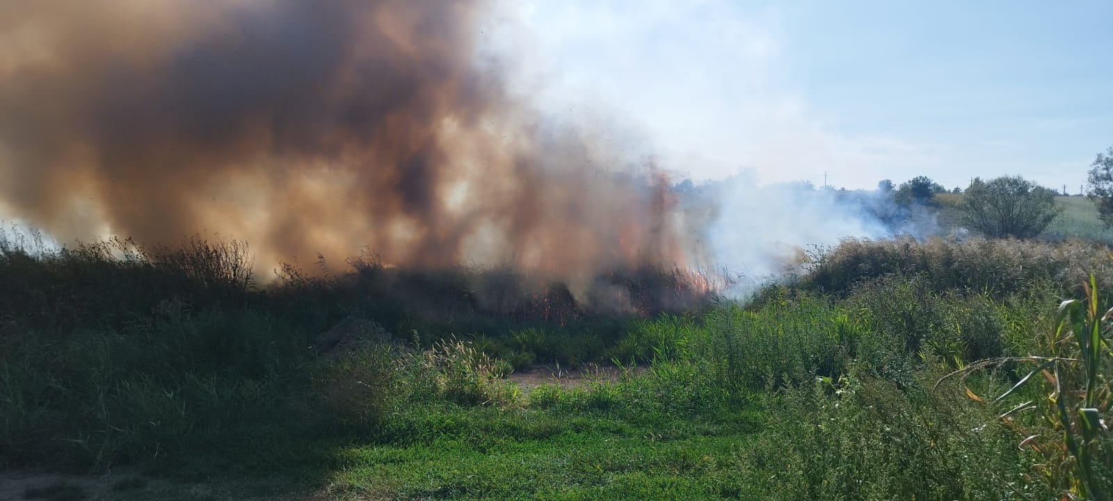 Flăcări uriașe stinse pe câmpuri, pompierii au salvat case și lanuri de porumb - VIDEO 