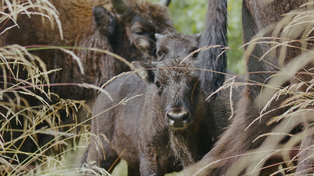 Documentarul „Arhitecții Naturii” ajunge pe marile ecrane, inclusiv la Botoșani, începând cu 24 octombrie
