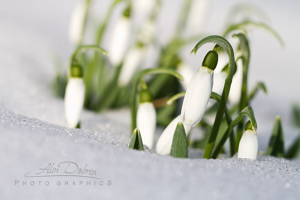 Val de căldură neașteptat la Botoșani: Meteorologii anunță temperaturi peste normal