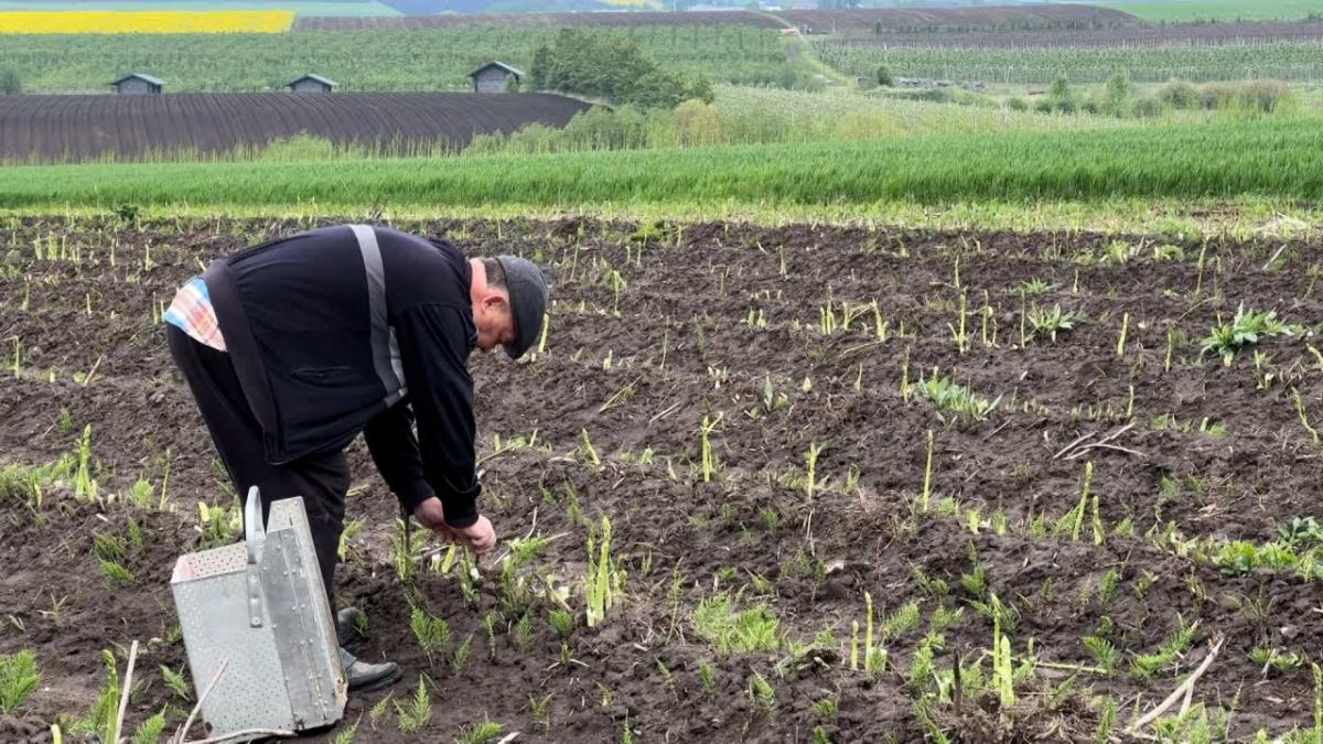 hrana regilor se cultiva aproape de botosani