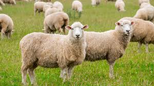 APIA Botoșani: 218 de cereri au fost depuse pentru sprijin financiar în sectorul ovinelor și caprinelor 