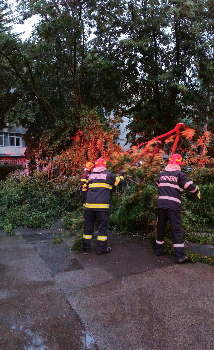 CLIPUL ZILEI: Pompierii botoșăneni intervin în municipiu, alee blocată de o creangă uriașă