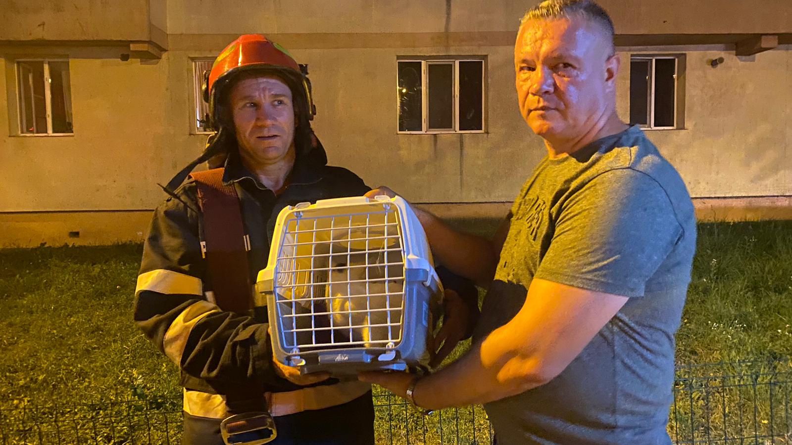 O pisică rămasă singură în apartament a fost salvată de pompieri, stăpânul a murit la spital