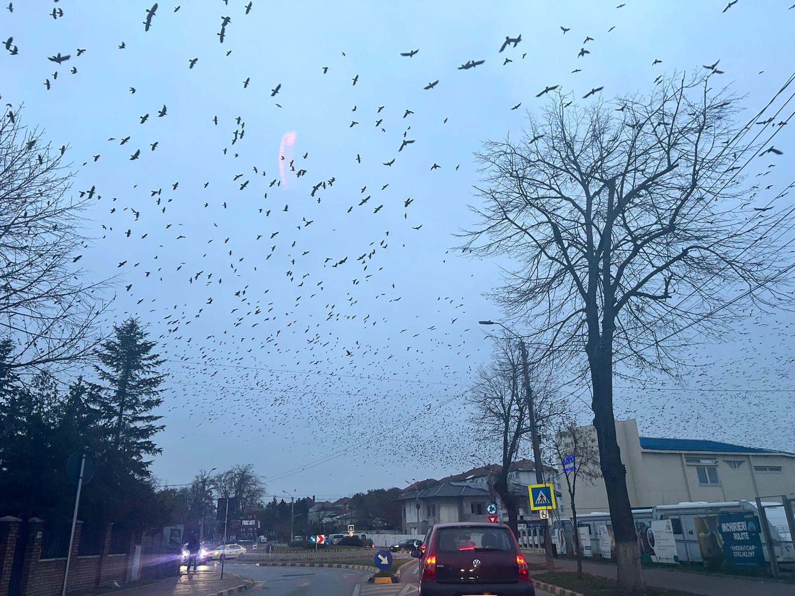 Poza zilei 14 noiembrie 2024 