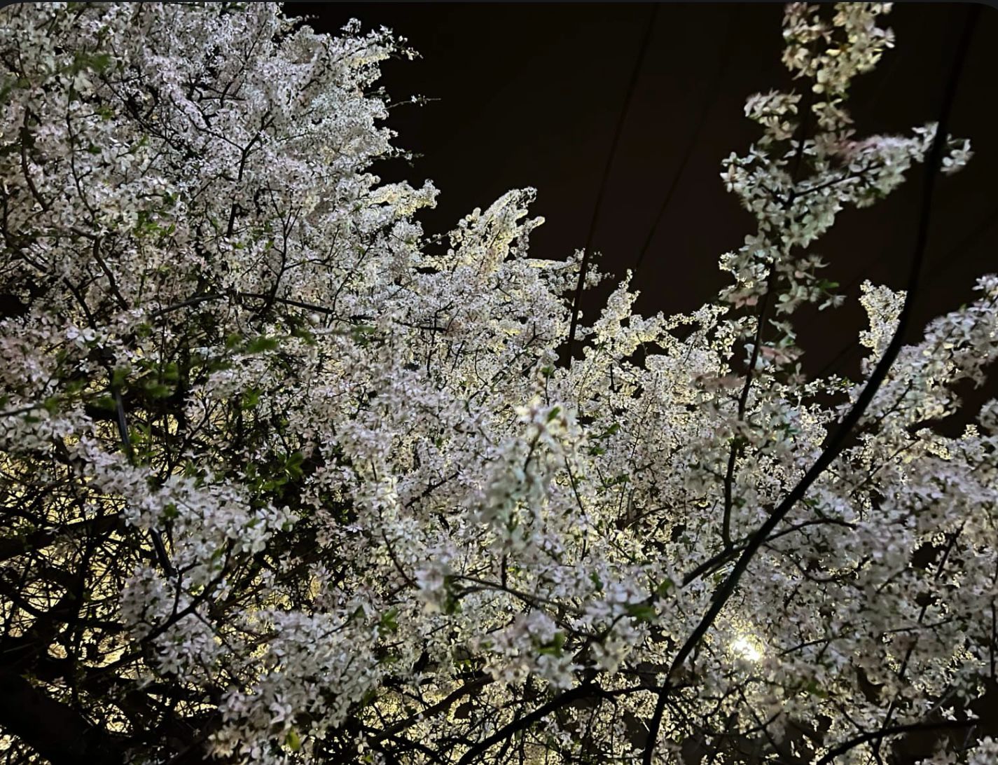 Poza zilei 2 aprilie 2025 