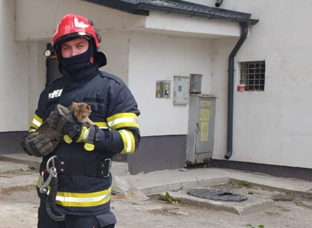 O pisicuță fugărită de un câine, salvată dintr-un copac de pompieri – VIDEO 