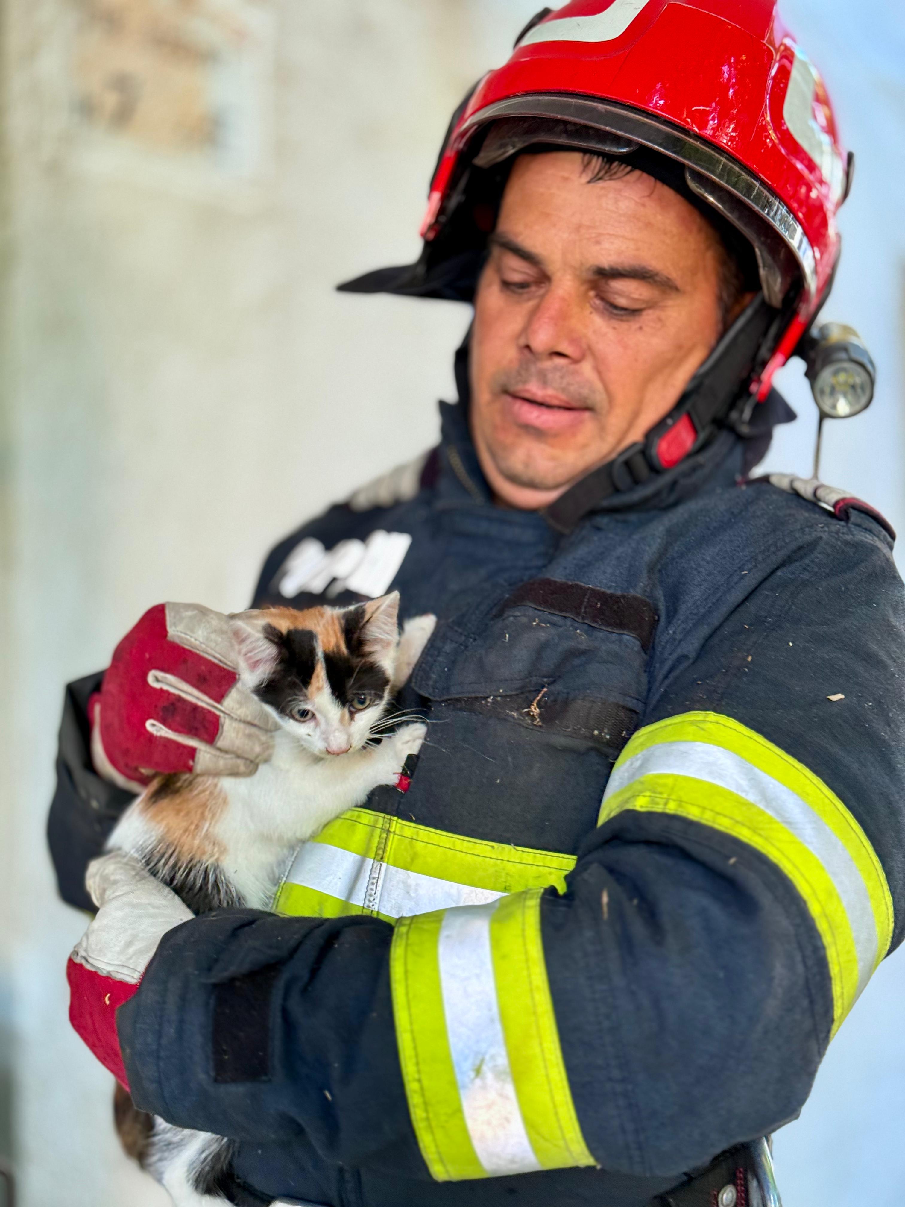 Pui de pisică salvat de pompierii botoșăneni dintr-un copac extrem de înalt – VIDEO 