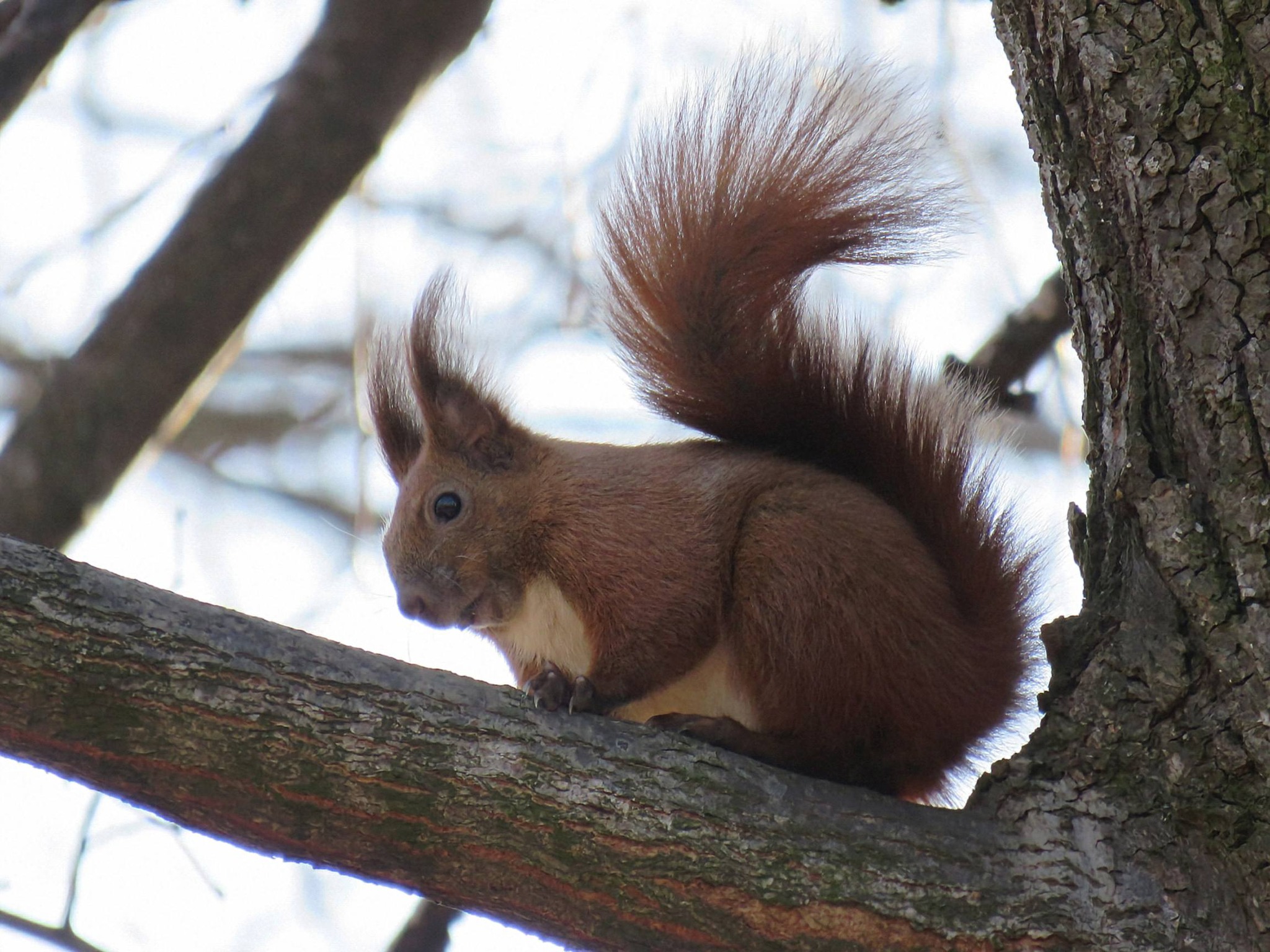Apariție spectaculoasă în pădurile Voronei: veverița roșcată, surprinsă în imagini rare