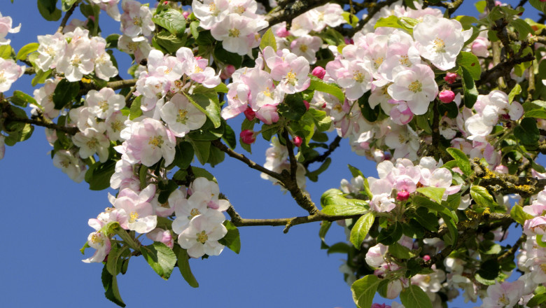 Meteorologii au anunțat cum va fi vremea de Paște 