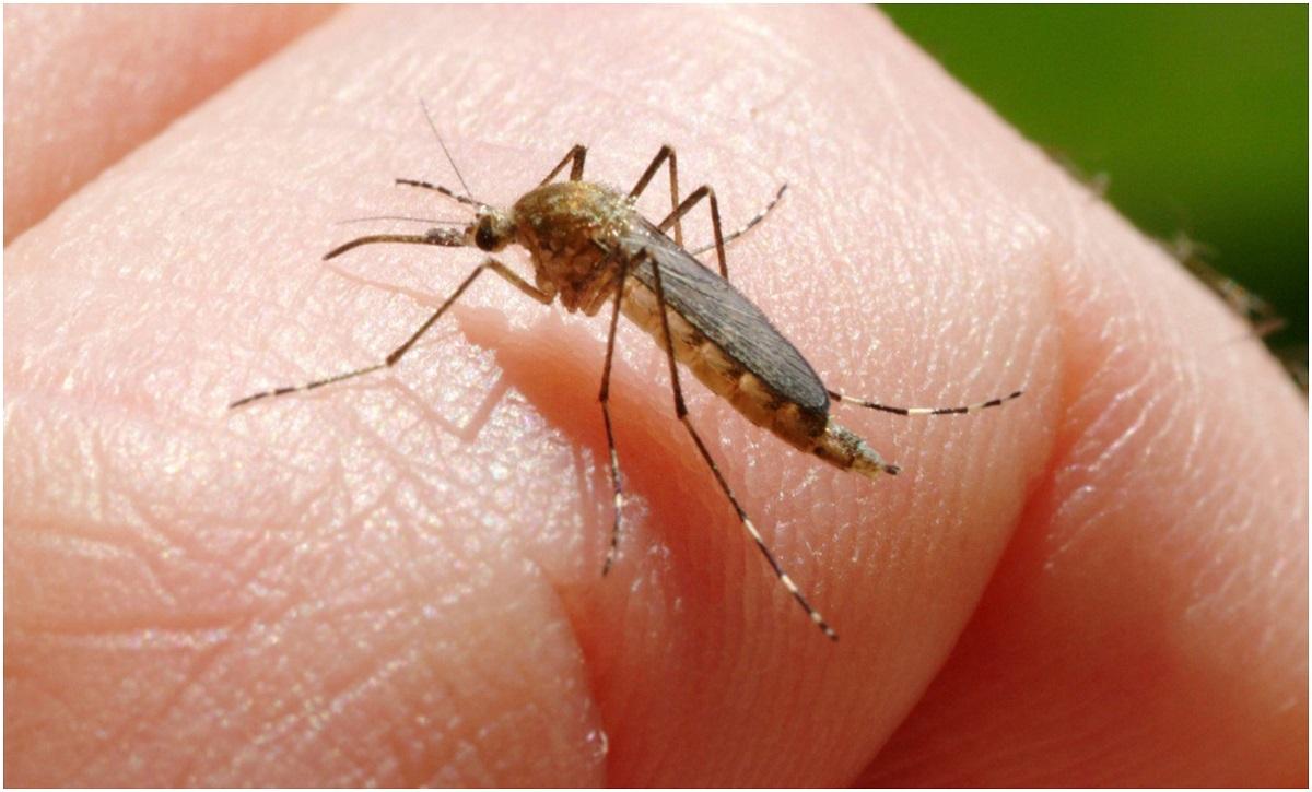 DSP Botoșani, recomandări pentru protejarea împotriva infectării cu virusul West Nile