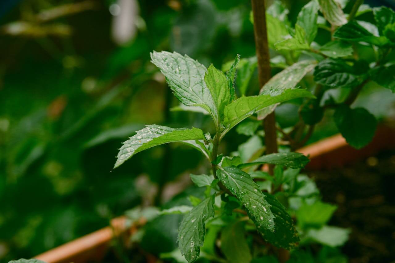 Impactul unui sistem de irigare corect asupra recoltei de zarzavaturi