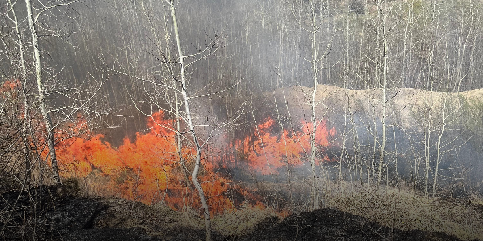 Imagini greu de redat în cuvinte văzute de angajații unei instituții: Plângeau, adică țipau păsările prăjite – VIDEO 