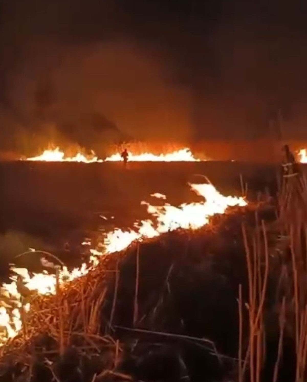 Incendiu de vegetație într-o comună din județ: Pompierii au intervenit mai bine de două ore - VIDEO