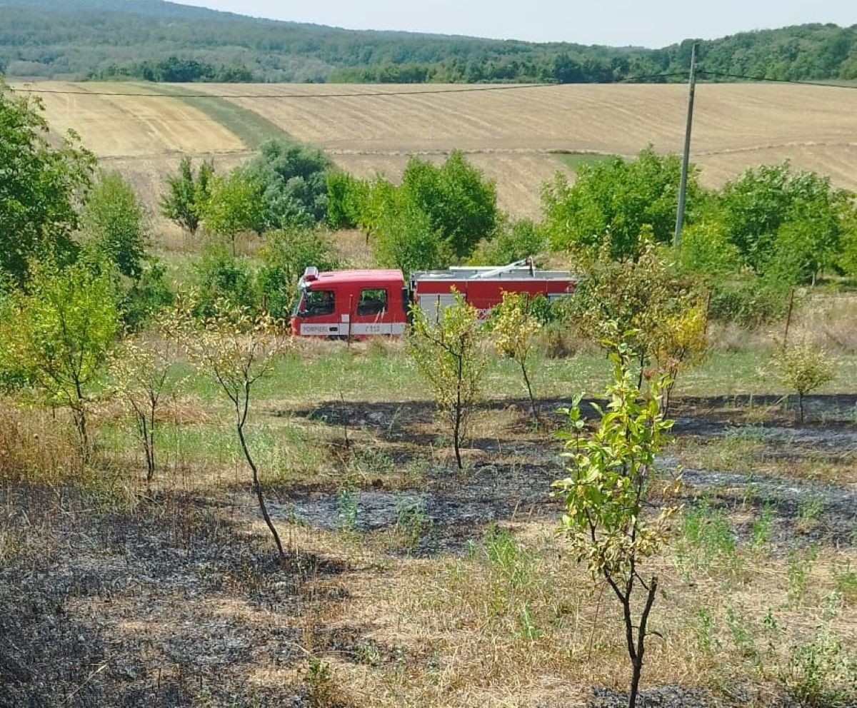 flacari intr o livada