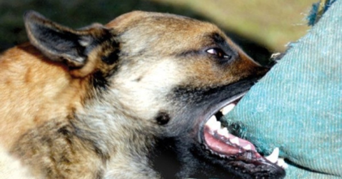 Se întâmplă în județul vecin: Primul bărbat ucis de mușcătura unui câine fără stăpân, în ultimii 13 ani