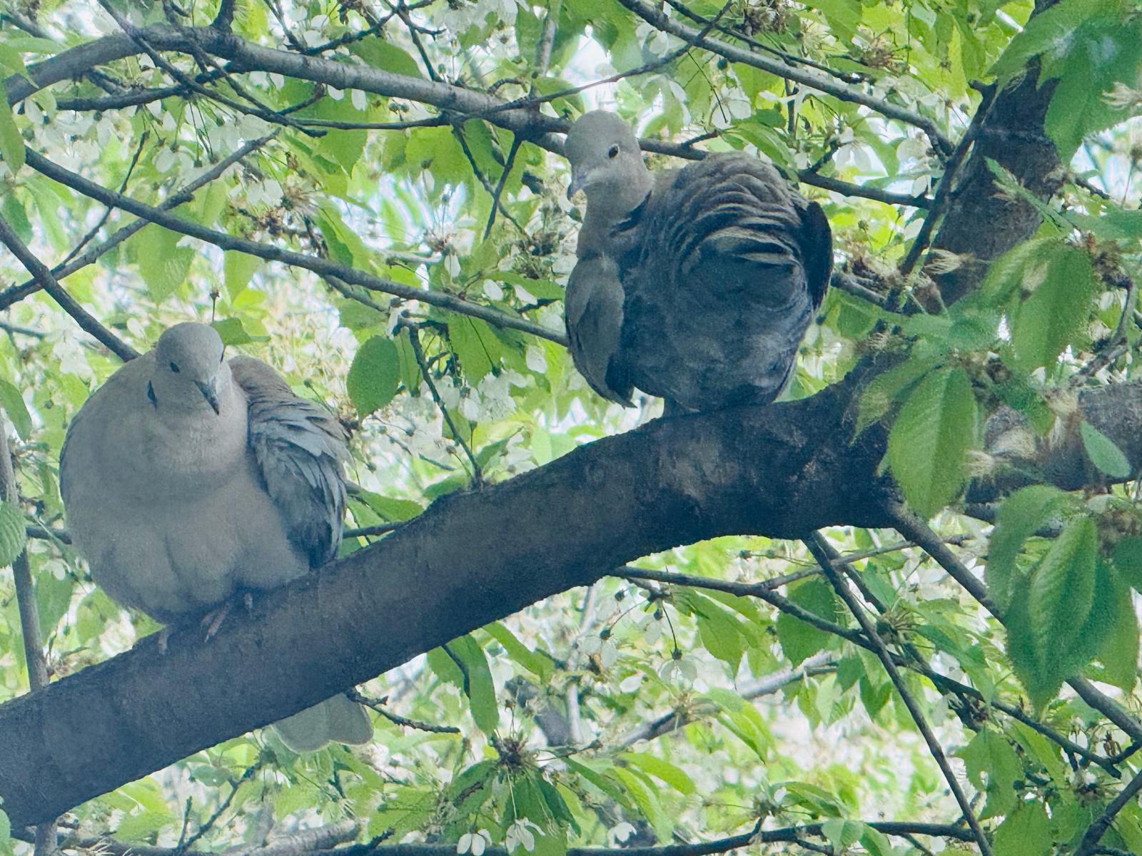 indragostiti ca doi porumbei.