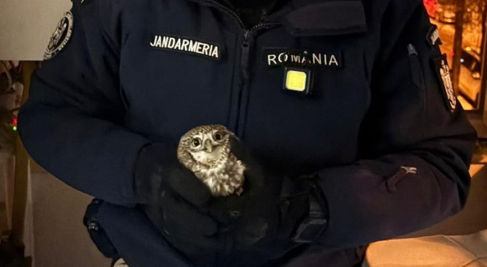 Un botoșănean s-a trezit cu un „musafir” nepoftit în bucătărie, jandarmii chemați urgent - VIDEO