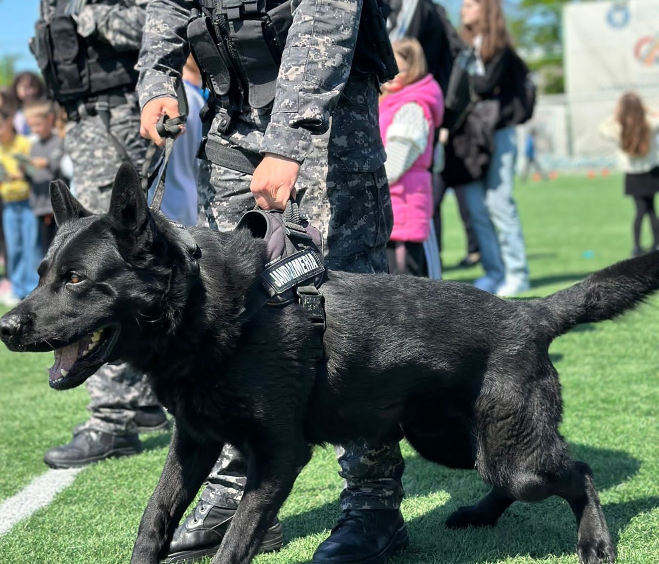 Un colonel de la Jandarmerie anunță patrulă canină în jurul școlilor din municipiu – VIDEO 