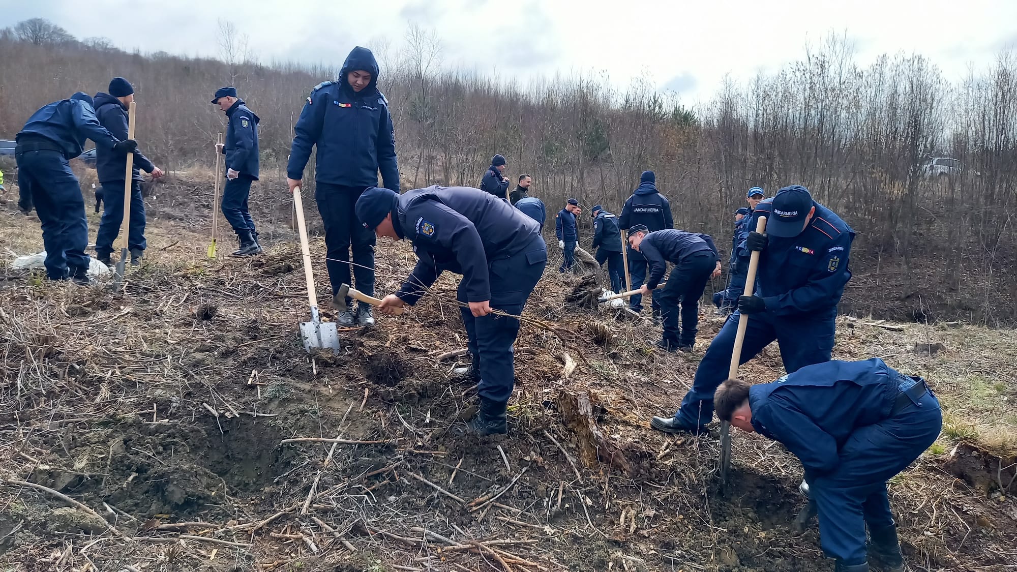 jandarmii au iesit la plantat copaci jandarmii au iesit la plantat copaci