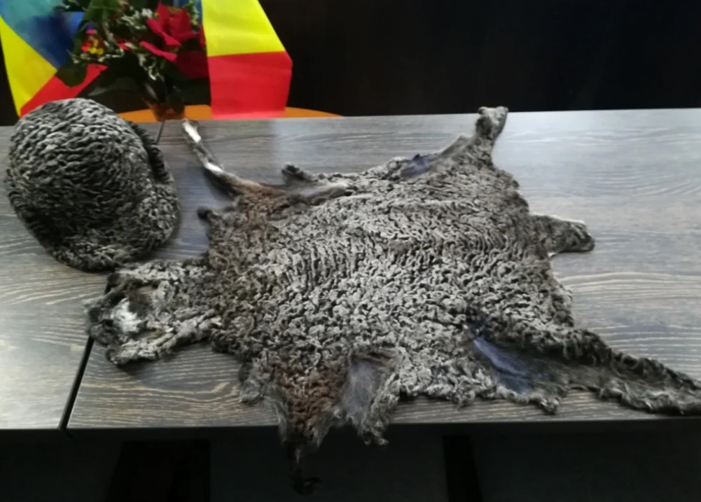 Oaia cu pielicele unicat în lume, preferata lui Ceaușescu: A fost creată la Stațiunea de Cercetare de la Popăuți