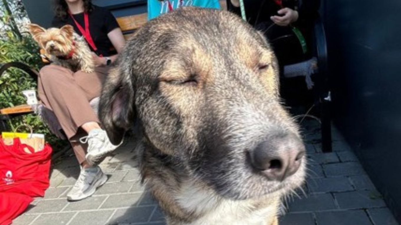 La Iași se pregătește o bancă de sânge pentru animale: Boica, primul donator