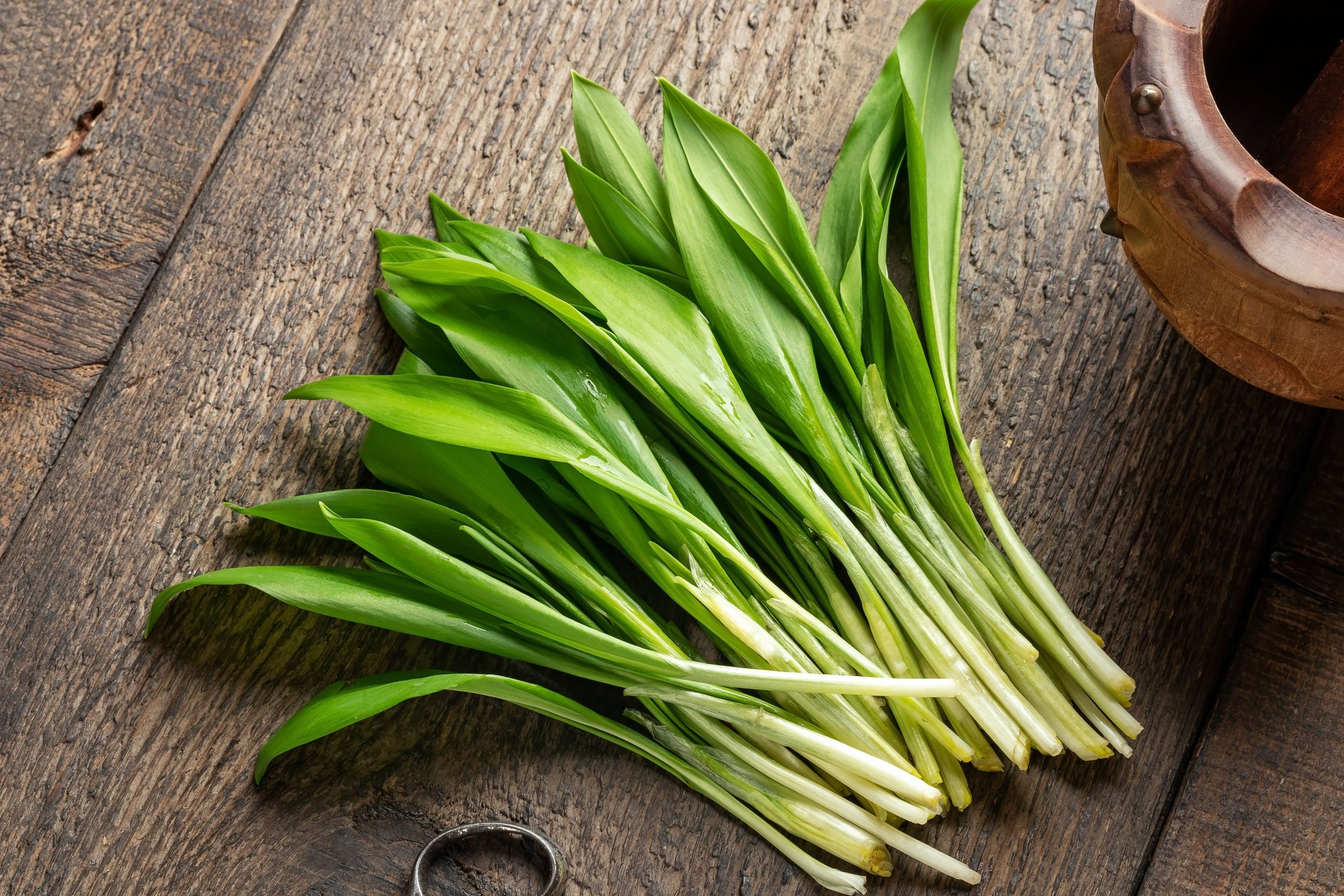 Planta cu numeroase beneficii găsită în pădurile din Botoșani 