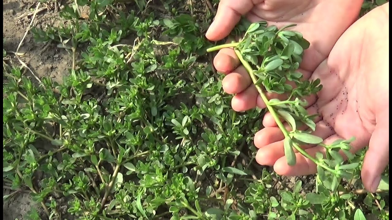 Planta miraculoasă pe care oamenii o consideră buruiană, vândută pe sume mari în străinătate