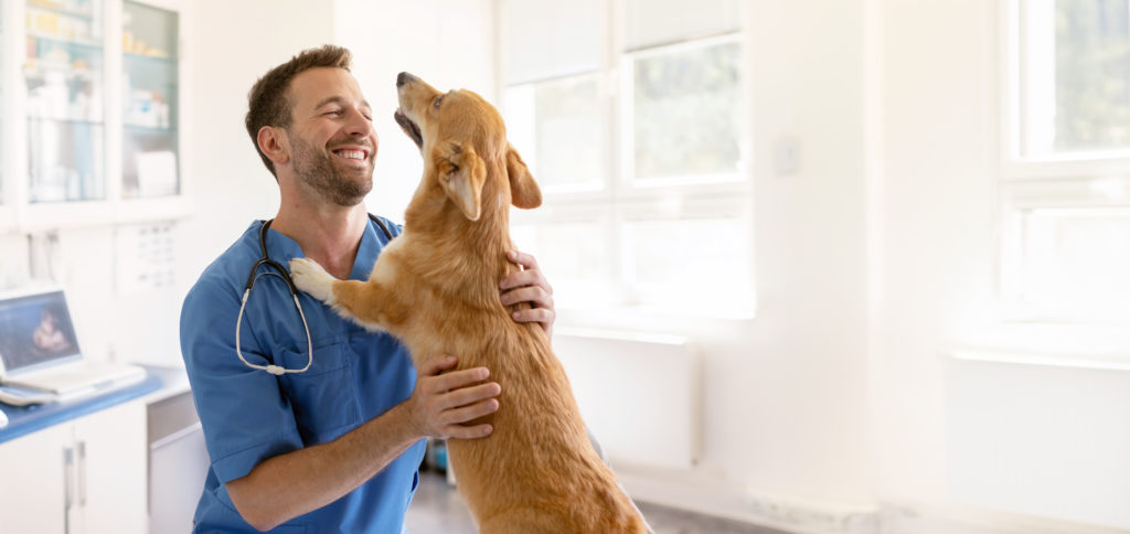 Reguli mai stricte pentru medicamentele stupefiante la veterinari: ANSVSA schimbă procedurile