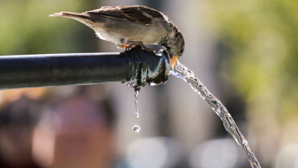 Meteorologii au emis COD GALBEN de caniculă pentru județul Botoșani
